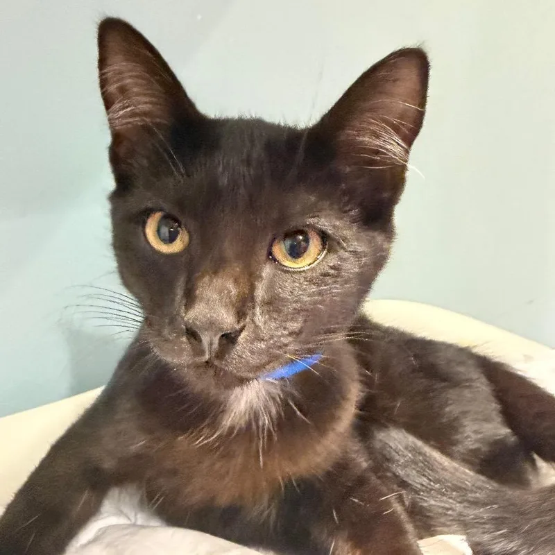 A baby small-sized male Black Domestic Short Hair cat named Hulk for adoption in Chattanooga, TN