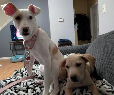 Clarabel thumbnail 2