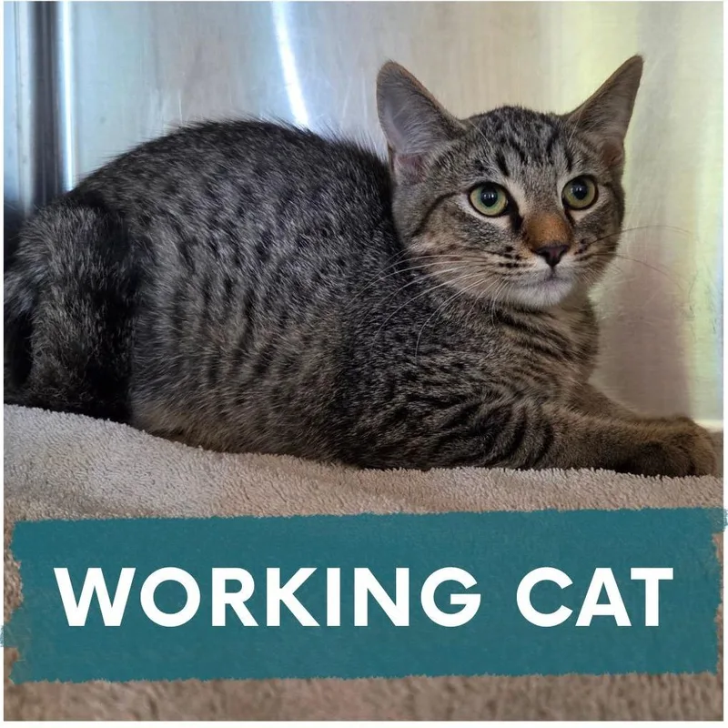 A baby small-sized female Black Domestic Short Hair cat named Chess for adoption in Asheville, NC