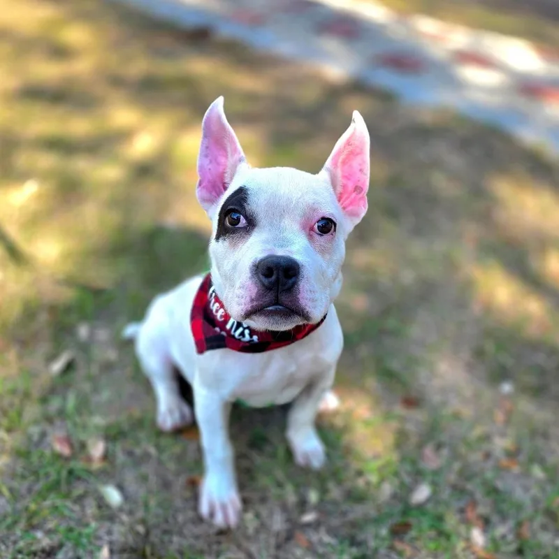 A young medium-sized male White / Cream Mixed Breed dog named Finn for adoption in Port Charlotte, FL