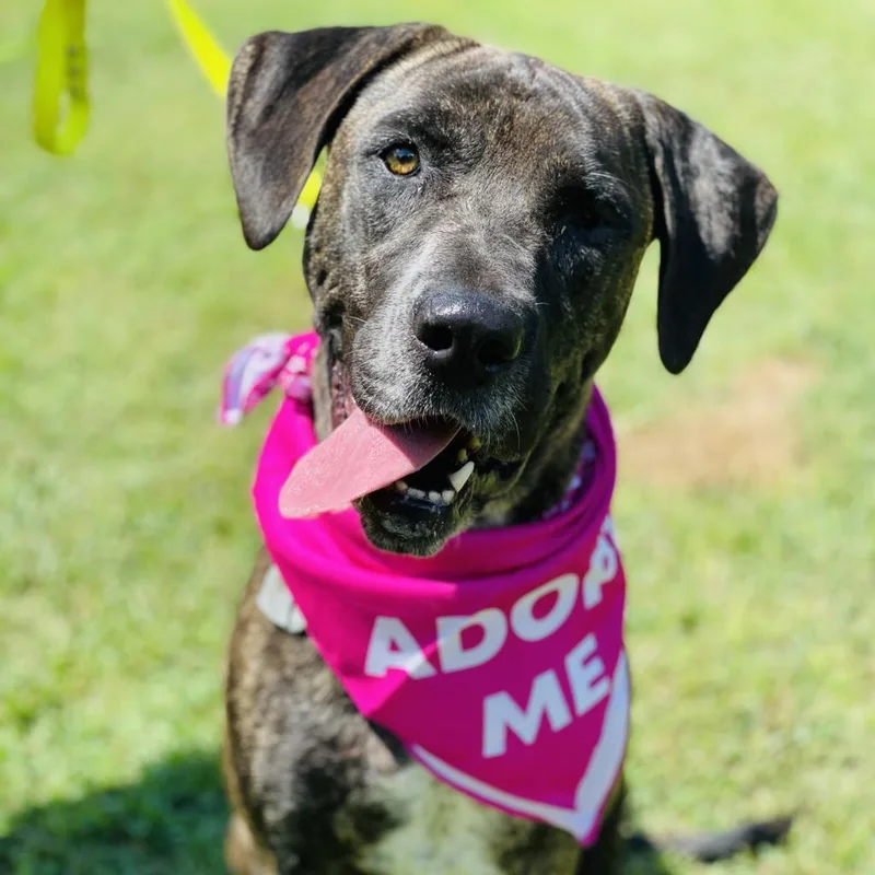 A senior large-sized female Cane Corso dog named Berkley for adoption in Peachtree City, GA