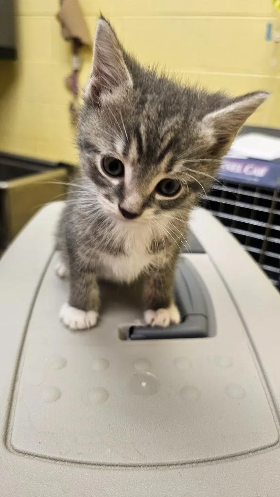 A baby small-sized female Domestic Short Hair cat named Breezy for adoption in Crossville, TN