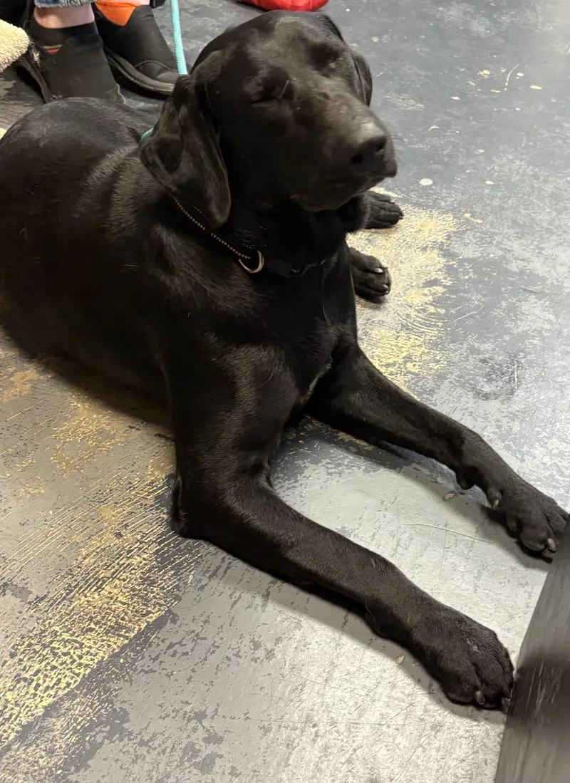 A young large-sized male Black Labrador Retriever dog named Mickey for adoption in Humble, TX
