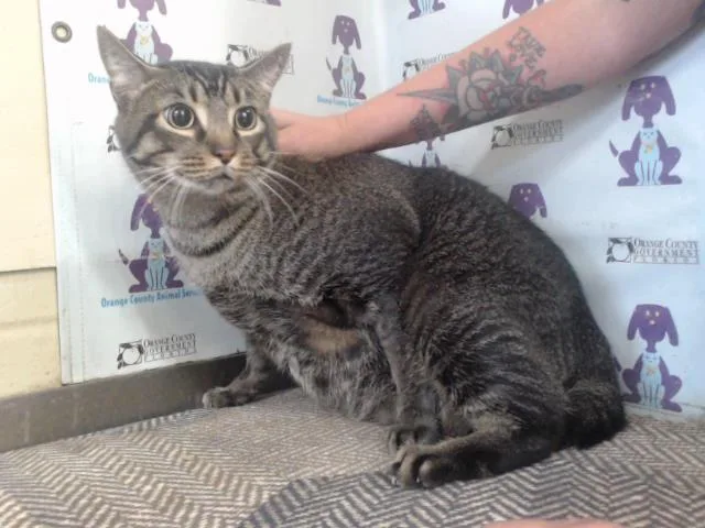 A young small-sized male Domestic Short Hair cat named Bruno for adoption in Orlando, FL