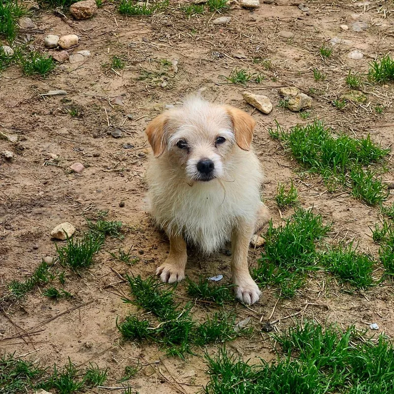 Jullien Verb thumbnail 4