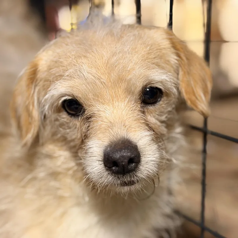 Jullien Verb thumbnail 5