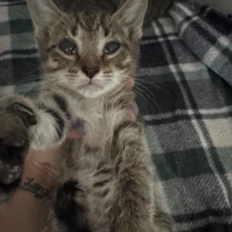 A baby small-sized female Gray / Blue / Silver Domestic Short Hair cat named Scflstray___ for adoption in Lake Panasoffkee, FL