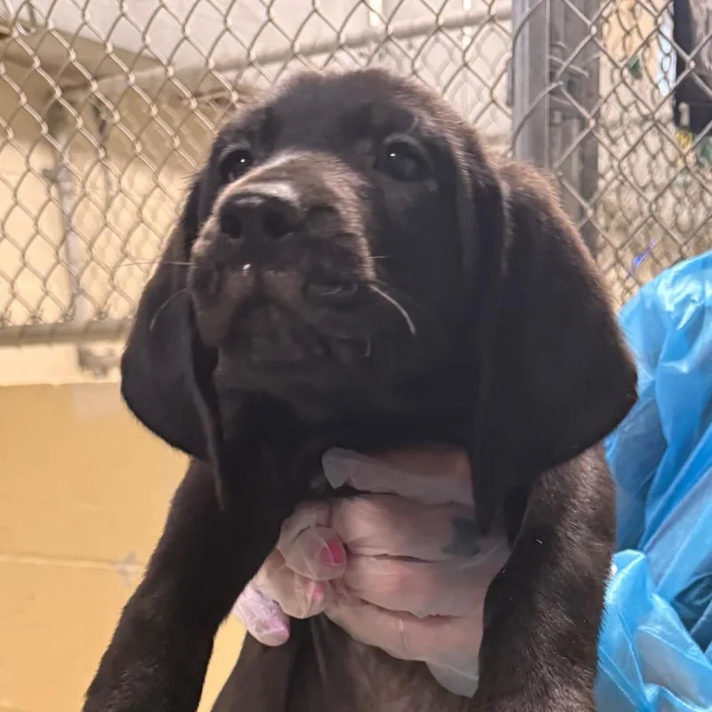 A baby small-sized male Black Mixed Breed dog named Fluorescent Adolescent for adoption in Charleston, WV