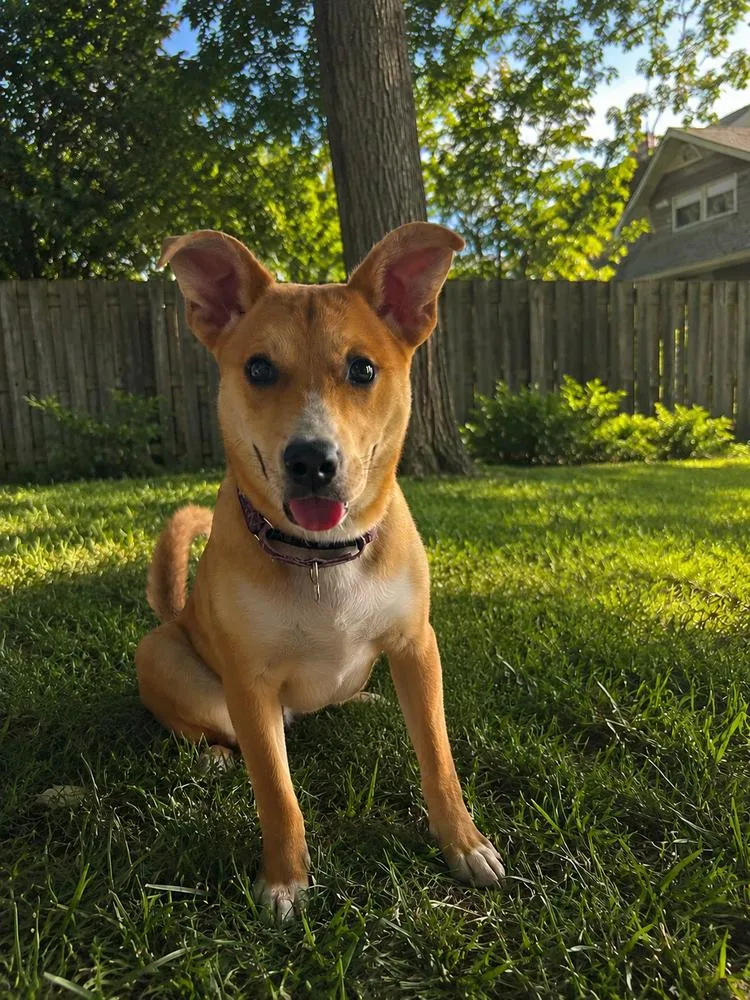 An adult medium-sized male Corgi dog named Coyote for adoption in Plymouth, MI