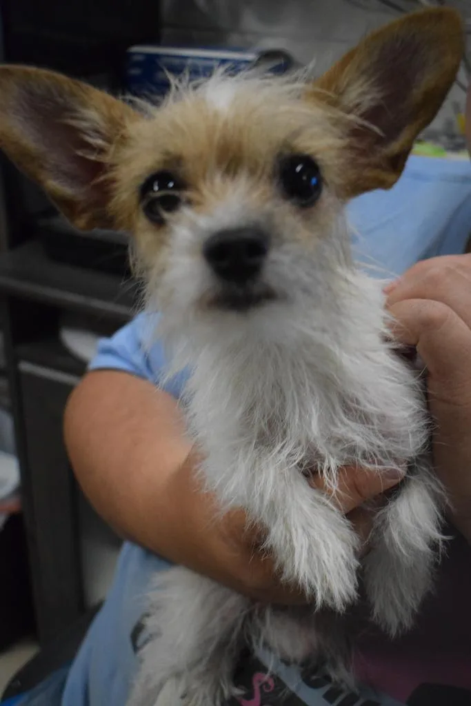 A young small-sized female Terrier dog named Sammi for adoption in Pahrump, NV