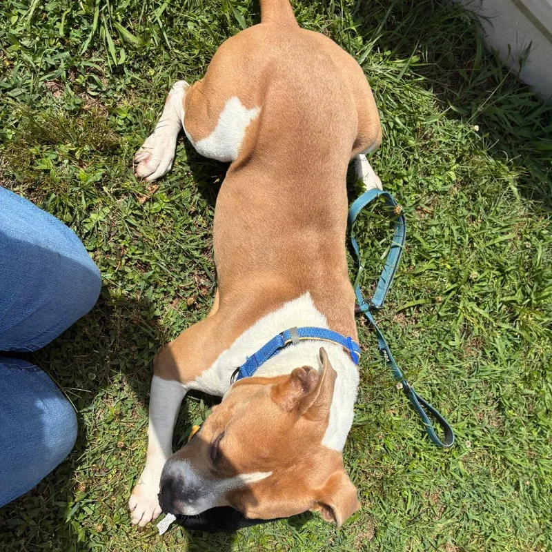 An adult large-sized male White / Cream Mixed Breed dog named Buster for adoption in Fredericksburg, VA