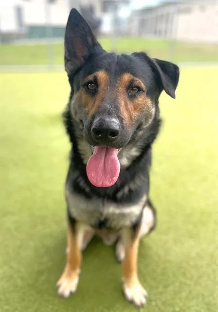 An adult large-sized male Shepherd dog named Lucas for adoption in Naples, FL