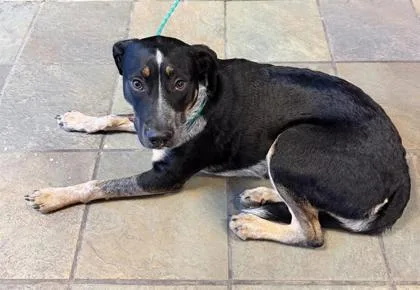 A young large-sized female Black Australian Cattle Dog / Blue Heeler dog named 60830708 for adoption in El Paso, TX
