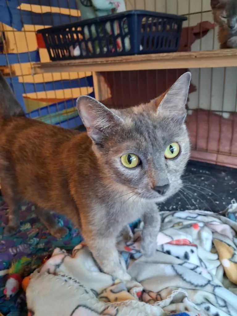 A young medium-sized female Domestic Short Hair cat named Lucie for adoption in Ogden, UT