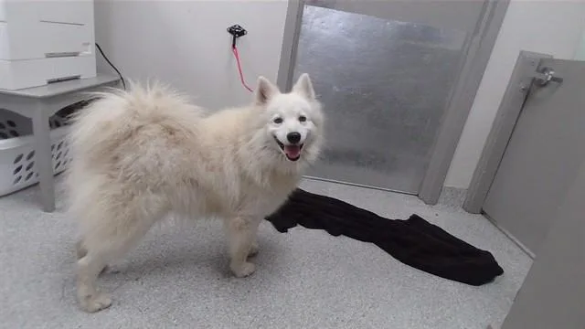 An adult medium-sized male American Eskimo Dog dog named Lobo for adoption in Pasadena, TX