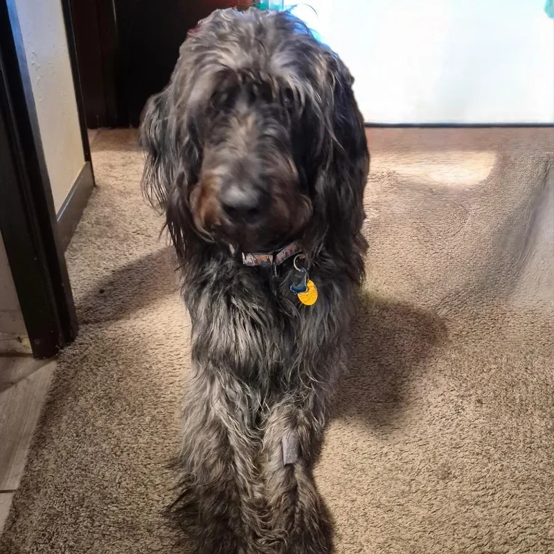 An adult large-sized male Gray / Blue / Silver Sheep Dog dog named Hank for adoption in Cashmere, WA
