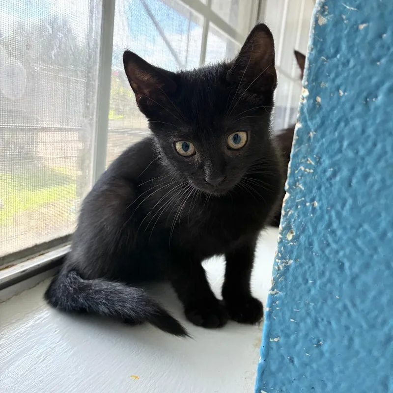 A baby small-sized female Black Domestic Short Hair cat named Bluegrass Billbug for adoption in Carencro, LA