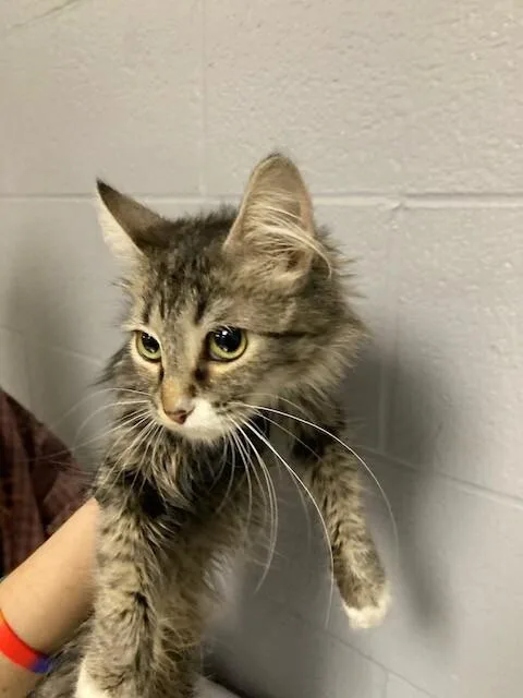 An adult medium-sized female Gray / Blue / Silver Domestic Short Hair cat named Cordelia for adoption in Cincinnati, OH