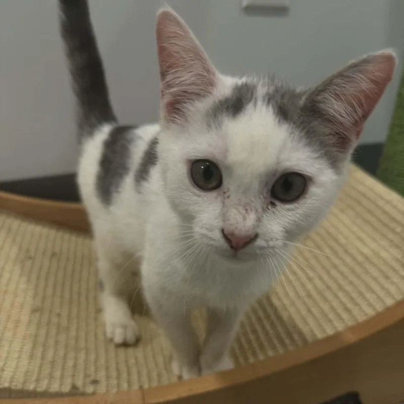 Dandelion thumbnail 2