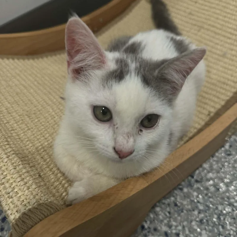 Dandelion thumbnail 3