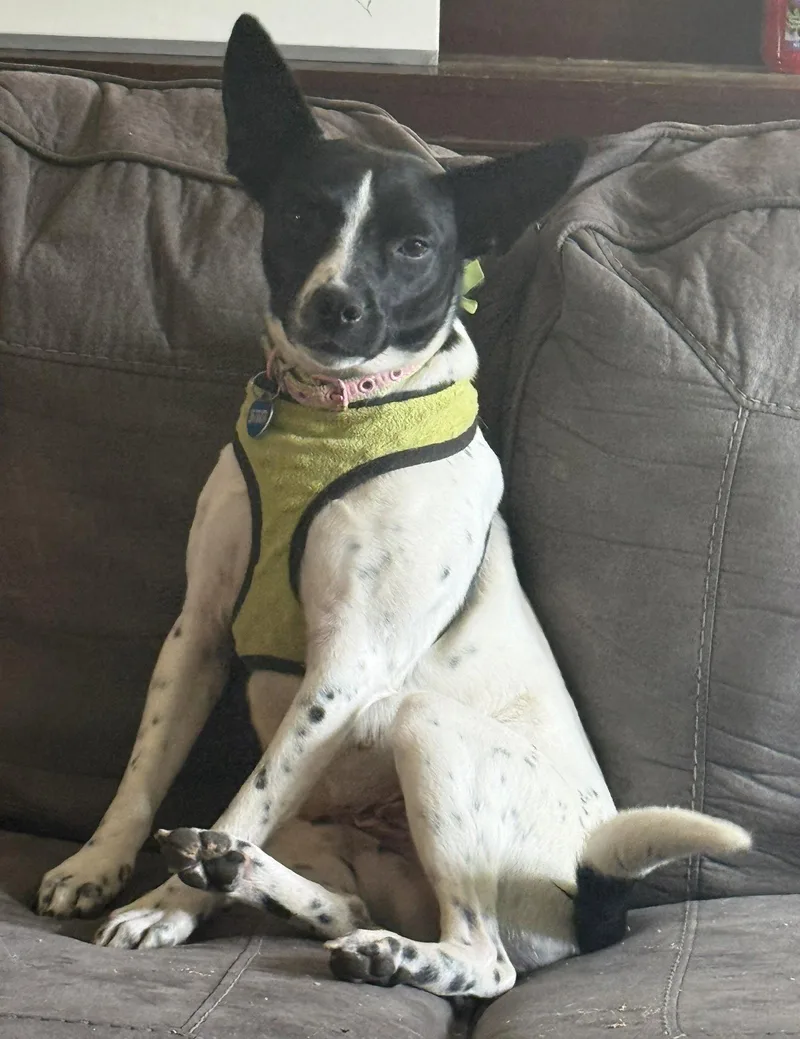 An adult small-sized female Fox Terrier dog named Birdie for adoption in Attalla, AL