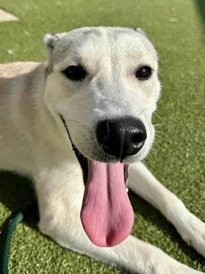 A young large-sized female White / Cream Mixed Breed dog named Plasma Ball for adoption in Wichita, KS