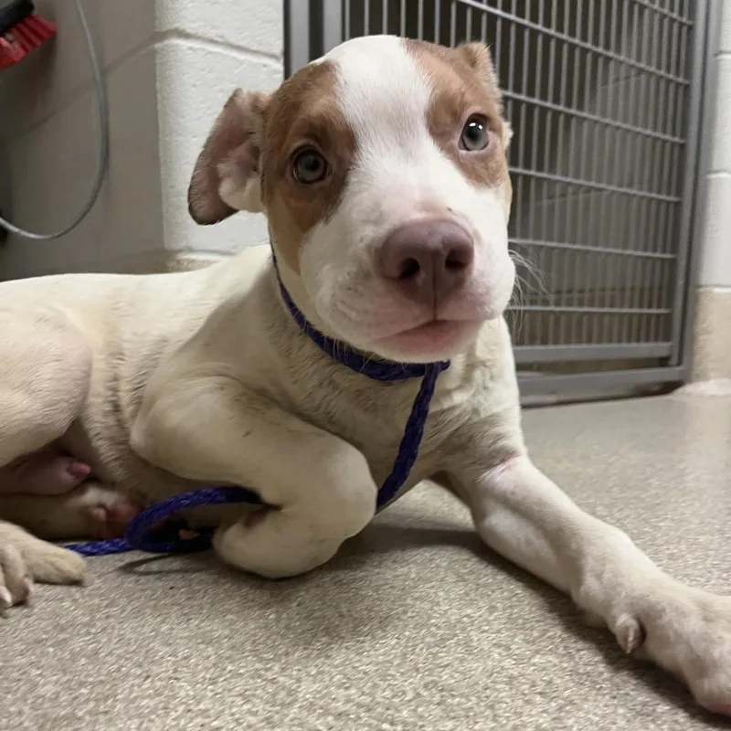 A baby medium-sized male White / Cream Mixed Breed dog named Chuckie for adoption in Bristol, IN