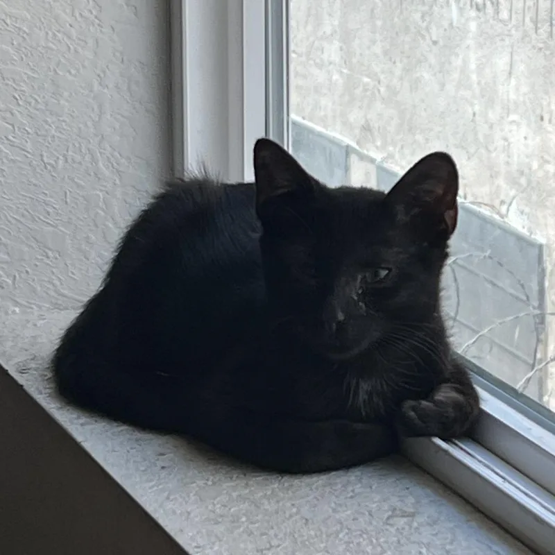 An adult medium-sized female Black Domestic Short Hair cat named Mikkey for adoption in Los Angeles, CA