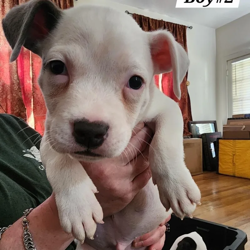 A baby medium-sized male American Staffordshire Terrier dog named Boy for adoption in Colonial Heights, VA
