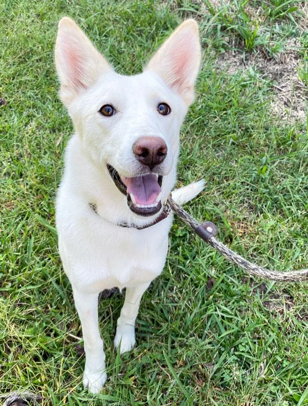 A young medium-sized female German Shepherd Dog dog named Arianna for adoption in Monroe, GA