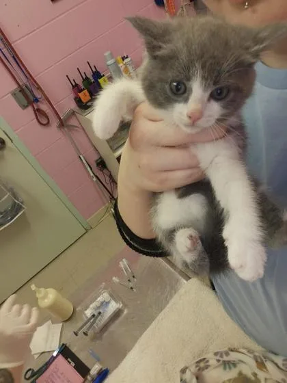 A young small-sized female Domestic Short Hair cat named Petunia for adoption in Columbus, IN
