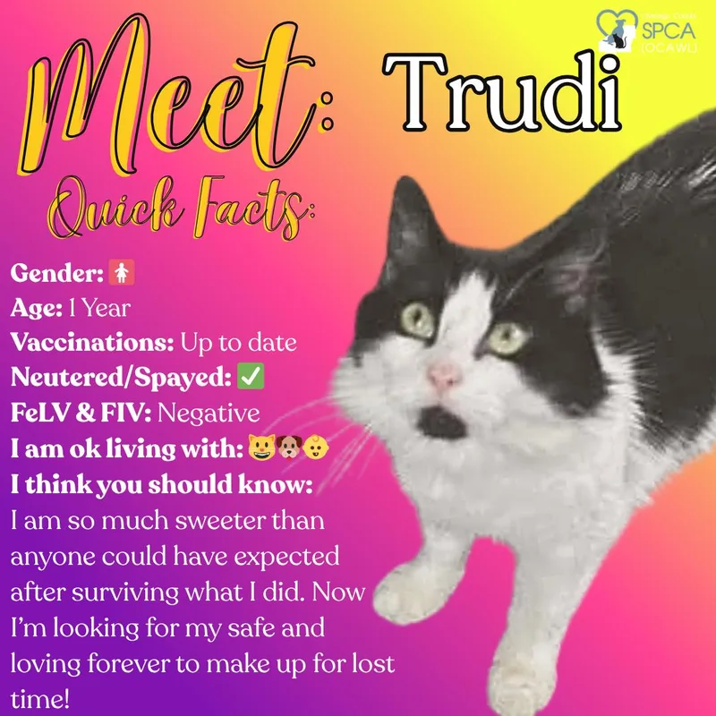 An adult medium-sized female Domestic Long Hair cat named Trudi for adoption in Fulton, NY