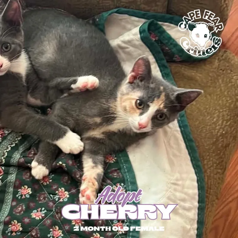 A baby small-sized female Dilute Tortoiseshell cat named Cherry for adoption in Wilmington, NC