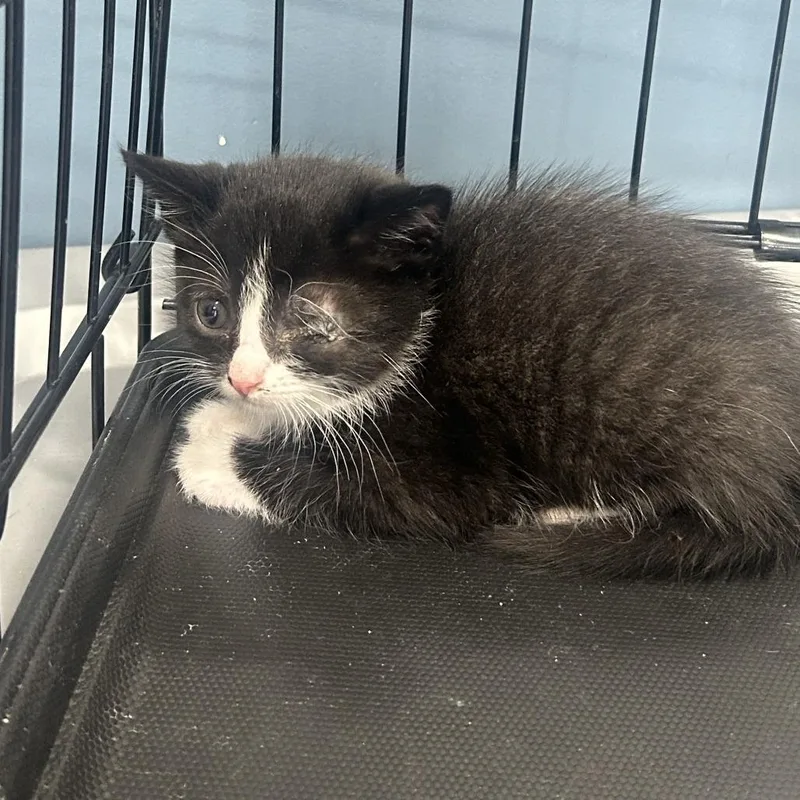 A baby small-sized female Black Domestic Short Hair cat named Toma for adoption in Newark, NJ