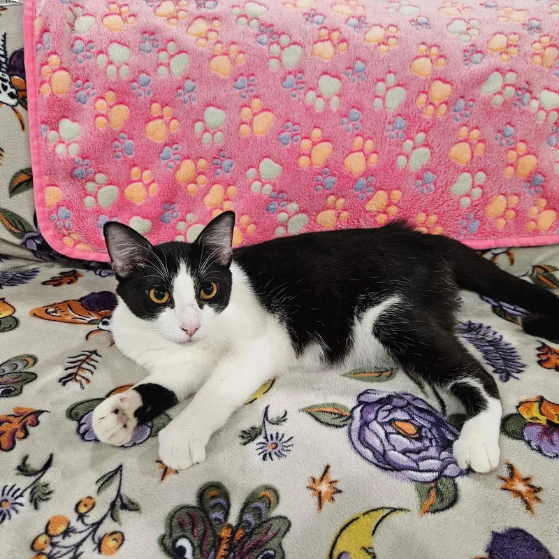A young medium-sized male Black & White / Tuxedo Tuxedo cat named Tux for adoption in Pottsboro, TX