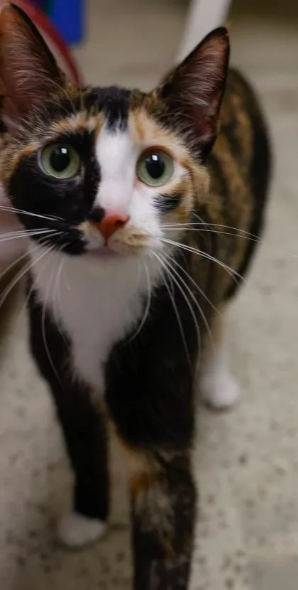 A young small-sized female Domestic Short Hair cat named Minnie for adoption in Verona, WI