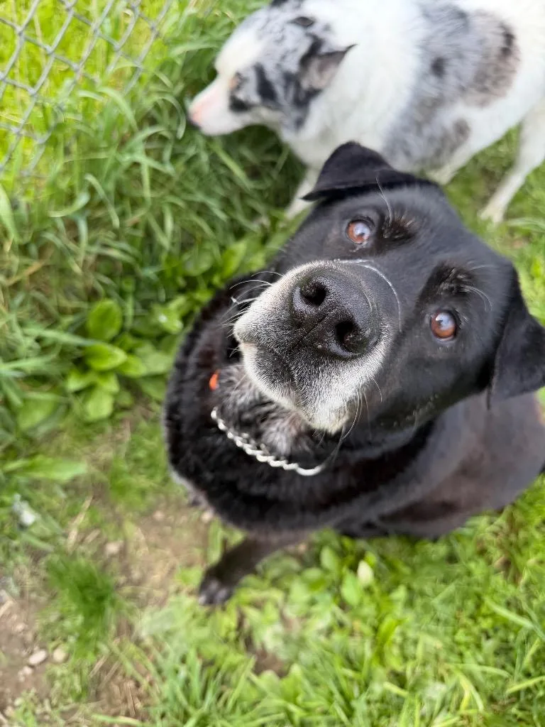 A senior large-sized male Labrador Retriever dog named Opie for adoption in Olean, NY