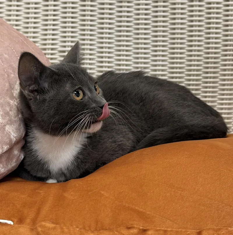 A baby medium-sized female Gray / Blue / Silver Domestic Short Hair cat named Shelby for adoption in Slidell, LA