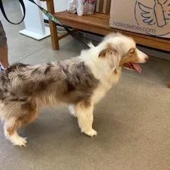 An adult medium-sized female Brown / Chocolate Australian Shepherd dog named Athena for adoption in York, PA