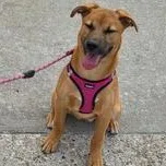 A baby medium-sized female Brown / Chocolate Labrador Retriever dog named Willow for adoption in Liverpool, TX