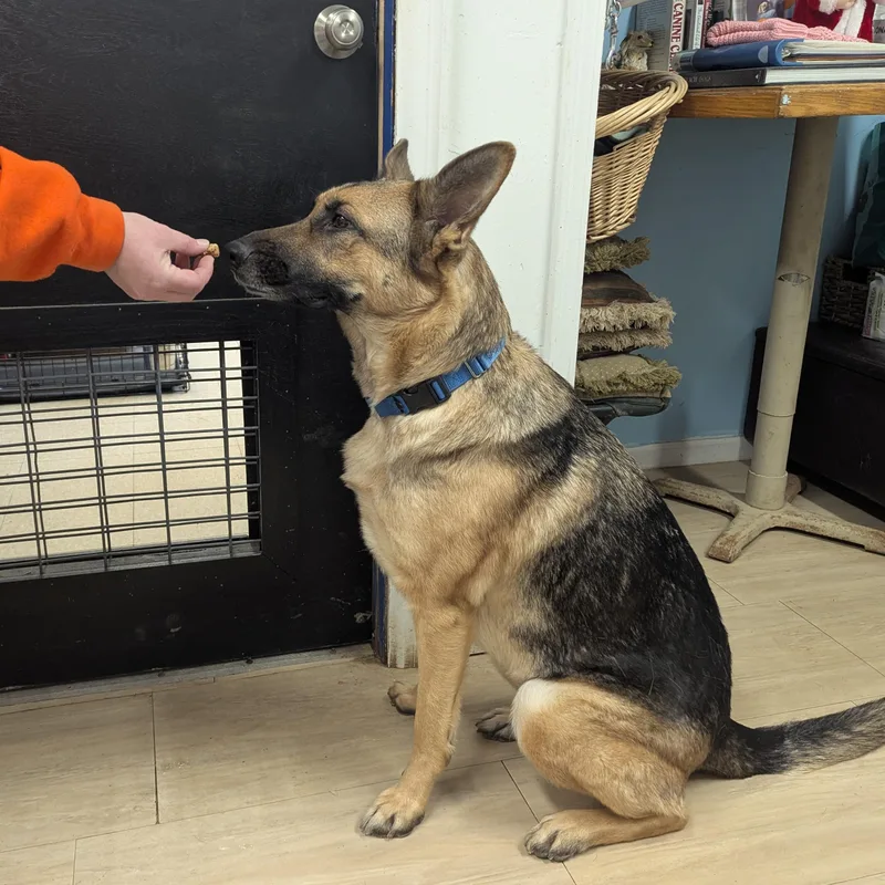 An adult large-sized female Bicolor German Shepherd Dog dog named Joplin for adoption in Plain City, OH