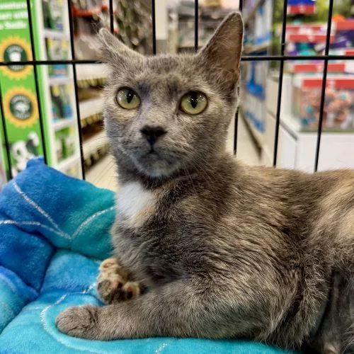 A young medium-sized female Dilute Tortoiseshell cat named Tatiana for adoption in Knoxville, TN