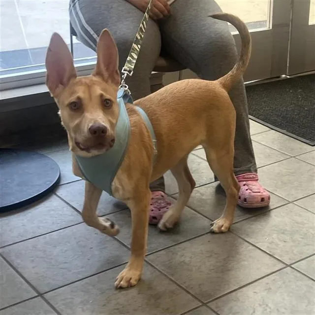 A young medium-sized male American Staffordshire Terrier dog named Tango for adoption in San Antonio, TX
