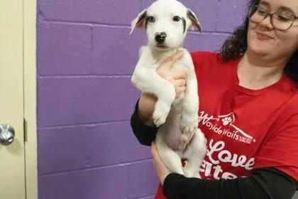 An adult large-sized male Labrador Retriever dog named Cash for adoption in Kansas City, MO