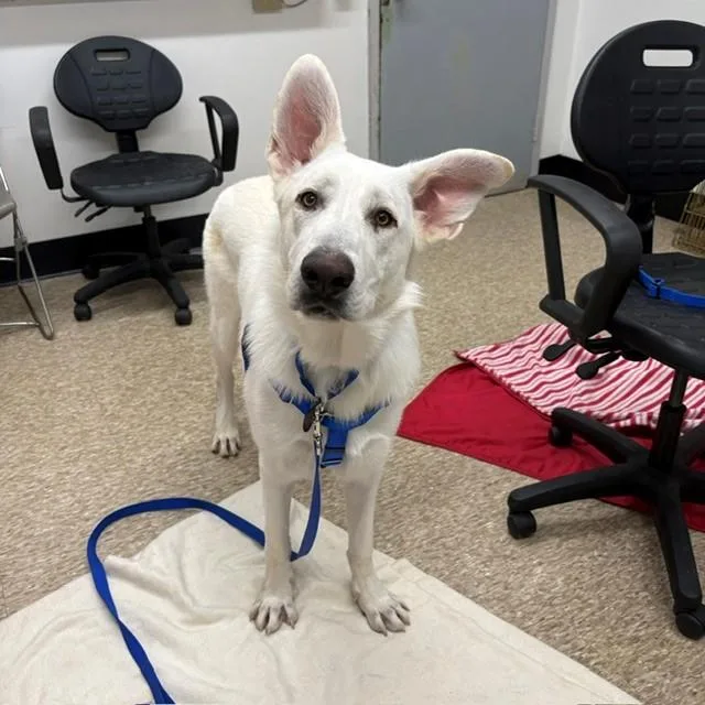 A young large-sized male German Shepherd Dog dog named Kairo for adoption in Methuen, MA