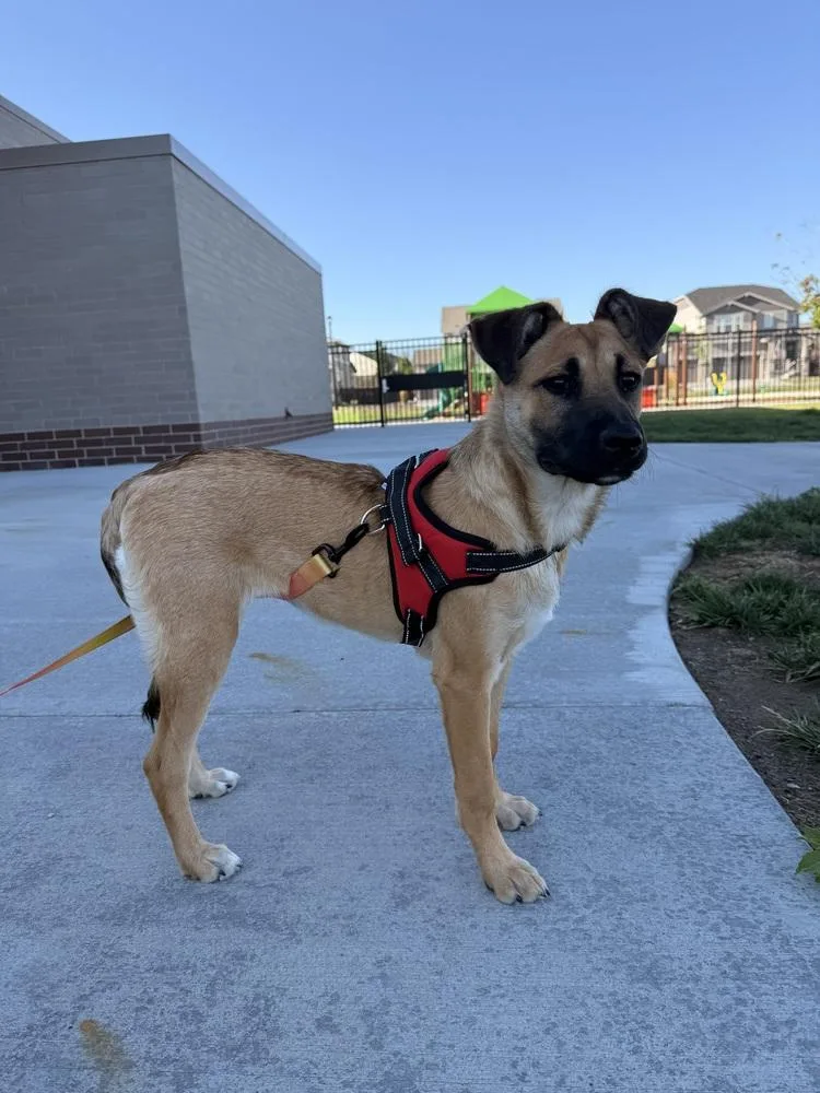 A baby medium-sized female Shepherd dog named Tina for adoption in Thornton, CO