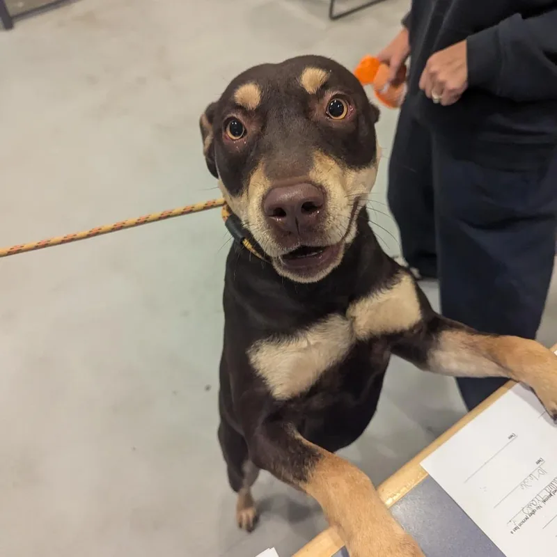 A young large-sized female Brown / Chocolate Labrador Retriever dog named Cocoa for adoption in Charlottesville, VA
