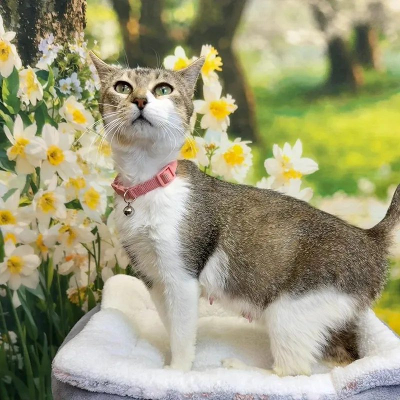 An adult small-sized female White Domestic Short Hair cat named Alora for adoption in Wichita, KS