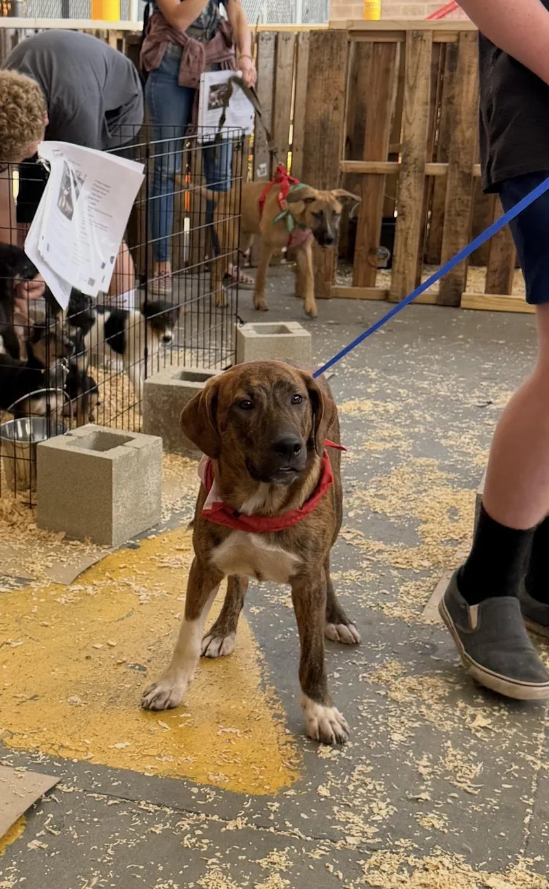 A young medium-sized male Retriever dog named Curry for adoption in Wonder Lake, IL