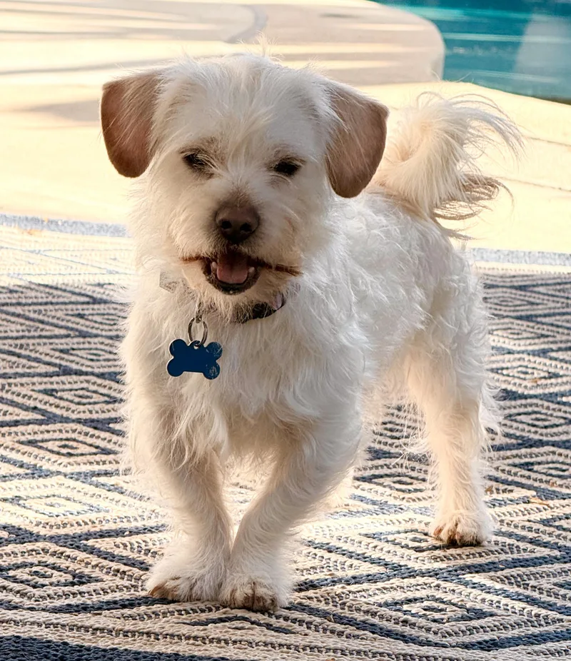 A young small-sized male White / Cream Maltese dog named Charlie for adoption in Los Angeles, CA